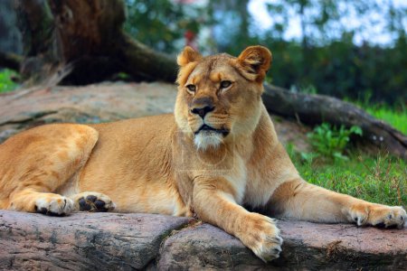 Téléchargez les photos : Le lion est l'un des quatre grands félins du genre Panthera, et un membre de la famille des Felidae. Avec certains mâles pesant plus de 250 kg (550 lb), c'est le deuxième chat vivant après le tigre. - en image libre de droit