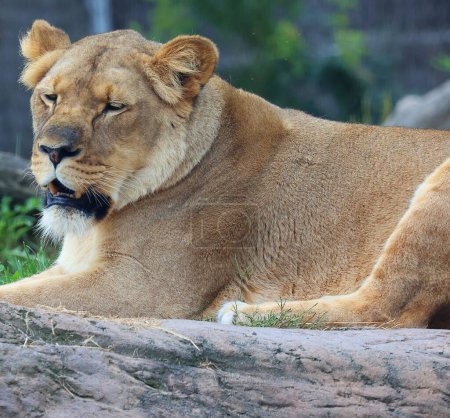 Photo for Lion is one of the four big cats in the genus Panthera, and a member of the family Felidae. With some males exceeding 250 kg (550 lb) in weight, it is the second-largest living cat after the tiger - Royalty Free Image