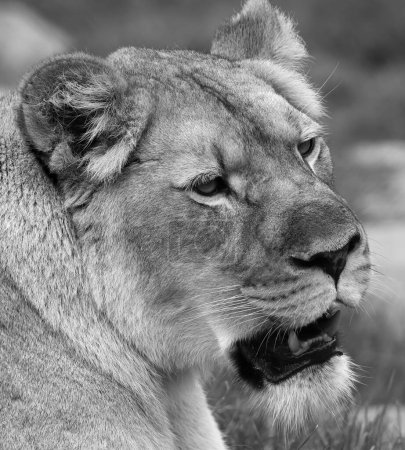 Foto de Lion es uno de los cuatro grandes felinos del género Panthera, y miembro de la familia Felidae. Con algunos machos que superan los 250 kg (550 lb) de peso, es el segundo gato vivo después del tigre. - Imagen libre de derechos