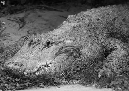 Téléchargez les photos : Un alligator est un crocodilien du genre Alligator de la famille des Alligatoridae. Les deux espèces vivantes sont l'alligator américain et l'alligator chinois. - en image libre de droit