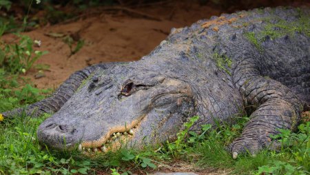 Foto de Alligator es un cocodrilo del género Alligator de la familia Alligatoridae. Las dos especies vivas son el caimán americano y el caimán chino.. - Imagen libre de derechos