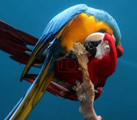 Téléchargez les photos : L'Aras bleu et jaune, aussi connu sous le nom d'Aras bleu et or et d'Aras écarlate, est un grand perroquet d'Amérique du Sud rouge, jaune et bleu. - en image libre de droit