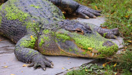 Photo for An alligator is a crocodilian in the genus Alligator of the family Alligatoridae. The two living species are the American alligator and the Chinese alligator. - Royalty Free Image
