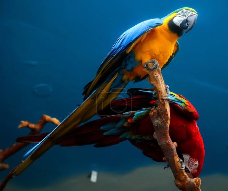 Téléchargez les photos : L'Aras bleu et jaune, aussi connu sous le nom d'Aras bleu et or et d'Aras écarlate, est un grand perroquet d'Amérique du Sud rouge, jaune et bleu. - en image libre de droit