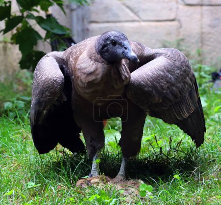 Foto de Baby Andean condor Vultur gryphus es un ave sudamericana de la familia de buitres del Nuevo Mundo Cathartidae y es el único miembro del género Vultur.. - Imagen libre de derechos