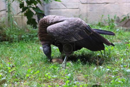Foto de Baby Andean condor Vultur gryphus es un ave sudamericana de la familia de buitres del Nuevo Mundo Cathartidae y es el único miembro del género Vultur.. - Imagen libre de derechos