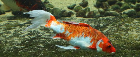 Photo for Colorful koi fish in the water - Royalty Free Image