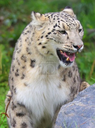 Photo for The snow leopard is a large cat native to the mountain ranges of Central and South Asia. It is listed as endangered on the IUCN Red List of Threatened Species - Royalty Free Image