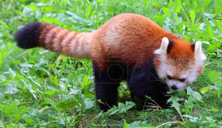Foto de El panda rojo (Ailurus fulgens), también llamado panda menor y oso gato rojo, es un pequeño mamífero arbóreo nativo del Himalaya oriental y el suroeste de China.. - Imagen libre de derechos