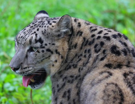 Téléchargez les photos : Le léopard des neiges est un grand chat originaire des chaînes de montagnes de l'Asie centrale et du Sud. Elle figure sur la liste rouge des espèces menacées de l'UICN comme espèce en voie de disparition. - en image libre de droit