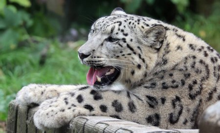 Téléchargez les photos : Le léopard des neiges est un grand chat originaire des chaînes de montagnes de l'Asie centrale et du Sud. Elle figure sur la liste rouge des espèces menacées de l'UICN comme espèce en voie de disparition. - en image libre de droit