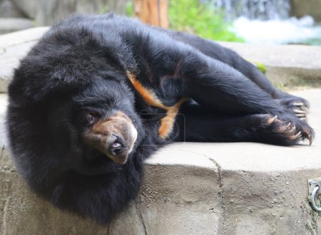 Téléchargez les photos : L'ours noir d'Asie (Ursus thibetanus ou Selenarctos thibetanus), aussi appelé ours de lune ou ours à poitrine blanche, est une espèce d'ours de taille moyenne originaire d'Asie et largement adaptée à la vie arboricole. - en image libre de droit
