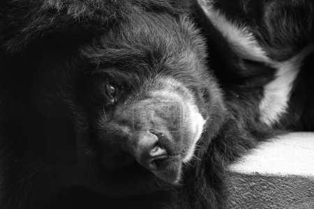 Foto de El oso negro asiático (Ursus thibetanus o Selenarctos thibetanus), también de luna o oso blanco, es una especie de oso de tamaño medio originaria de Asia y en gran medida adaptada a la vida arbórea. - Imagen libre de derechos