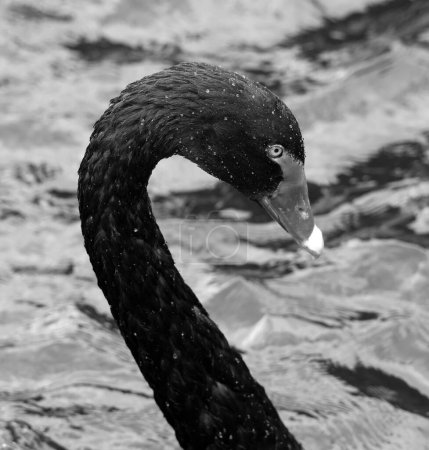 Foto de El cisne negro es un gran ave acuática, una especie de cisne que se reproduce principalmente en Australia. Una subespecie neozelandesa fue aparentemente cazada hasta su extinción por los maoríes, pero la especie fue reintroducida en 1860. - Imagen libre de derechos