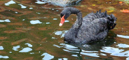 Téléchargez les photos : Le cygne noir est un grand oiseau d'eau, une espèce de cygne qui se reproduit principalement en Australie. Une sous-espèce néo-zélandaise a apparemment été chassée jusqu'à l'extinction par les Maoris, mais l'espèce a été réintroduite dans les années 1860. - en image libre de droit