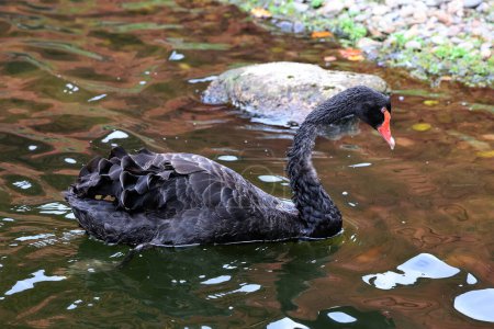Photo for Black swan is a large waterbird, a species of swan which breeds mainly in Australia. A New Zealand subspecies was apparently hunted to extinction by Maori but the species was reintroduced in the 1860 - Royalty Free Image
