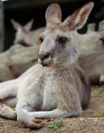 Téléchargez les photos : Le kangourou est un marsupial de la famille des macropodidae (macropodes, signifiant "grand pied").). - en image libre de droit