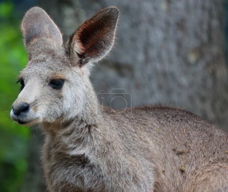 Téléchargez les photos : Le kangourou est un marsupial de la famille des macropodidae (macropodes, signifiant "grand pied").). - en image libre de droit