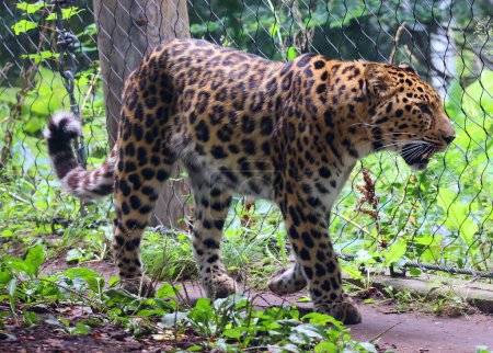 Photo for Jaguar is a cat, a feline in the Panthera genus only extant Panthera species native to the Americas. Jaguar is the third-largest feline after the tiger and lion, and the largest in the Americas. - Royalty Free Image