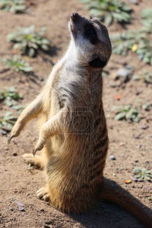Photo for The meerkat or suricate is a small carnivoran belonging to the mongoose family live in Kalahari Desert in Botswana, the Namib Desert, Namibia and southwestern Angola, and in South Africa - Royalty Free Image