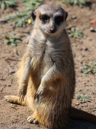 Foto de El suricate o suricate es un pequeño carnívoro perteneciente a la familia de las mangostas que viven en el desierto de Kalahari en Botswana, el desierto de Namib, Namibia y el suroeste de Angola, y en Sudáfrica. - Imagen libre de derechos