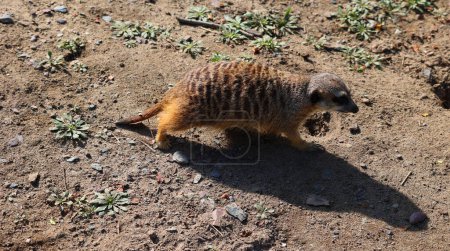 Téléchargez les photos : Le suricate est un petit carnivore appartenant à la famille des mangoustes qui vit dans le désert du Kalahari au Botswana, dans le désert du Namib, en Namibie et dans le sud-ouest de l'Angola, et en Afrique du Sud. - en image libre de droit