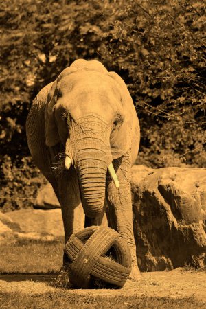 Photo for African elephant in the wild - Royalty Free Image