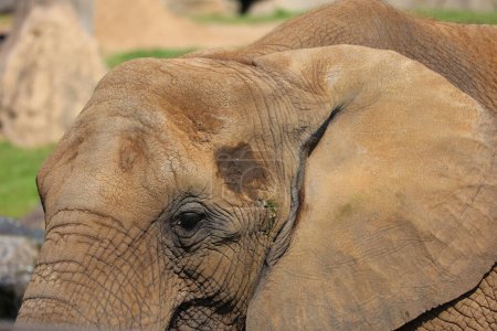 Téléchargez les photos : Éléphant d'Afrique dans la nature - en image libre de droit