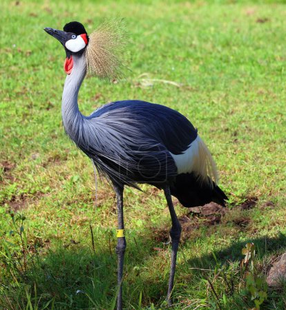 Photo for The grey crowned crane is a bird in the crane family Gruidae. It occurs in dry savannah in Africa south of the Sahara, although it nests in somewhat wetter habitats. - Royalty Free Image