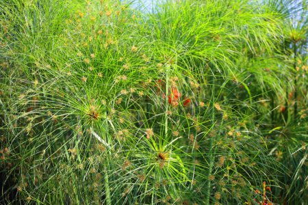 Foto de Cyperus alternifolius, el papiro paraguas, el seto paraguas o la palmera paraguas, es una planta similar a la hierba en el género Cyperus muy grande de la familia Cyperaceae. - Imagen libre de derechos