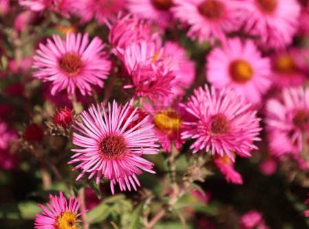 Foto de Symphyotrichum novae-angliae (formerly Aster novae-angliae) is a species of flowering plant in the aster family (Asteraceae) native to central and eastern North America. - Imagen libre de derechos
