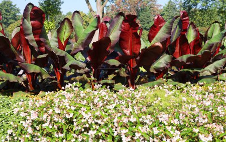 Téléchargez les photos : Feuille verte de la plante tropicale Alocasia odora pour fond - en image libre de droit
