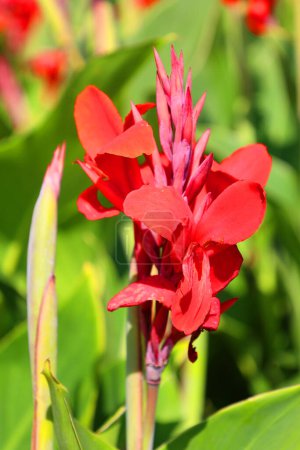 Téléchargez les photos : Canna ou canna lily est le seul genre de plantes à fleurs de la famille des Cannaceae, composé de 10 espèces. Toutes les espèces du genre sont indigènes des tropiques américains - en image libre de droit
