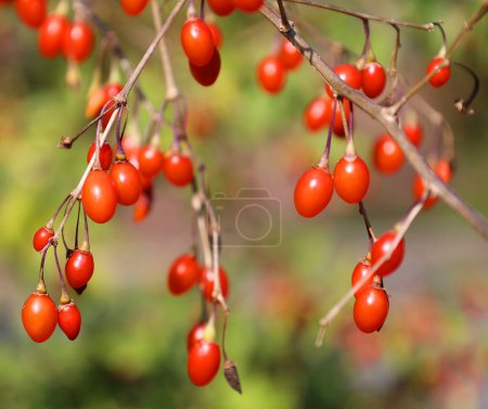 Foto de Goji, goji berry o wolfberry (gouqi) es el fruto dulce de Lycium barbarum o Lycium chinense, dos especies estrechamente relacionadas de espino blanco en la familia de las sombras nocturnas, Solanacea. - Imagen libre de derechos