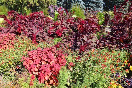 Téléchargez les photos : Arbres d'automne colorés avec feuillage rouge - en image libre de droit
