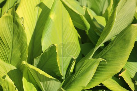 Téléchargez les photos : Belles feuilles de bananier vert - en image libre de droit