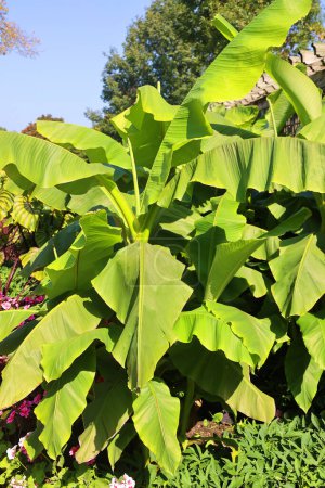 Photo for Green leaves of a banana - Royalty Free Image
