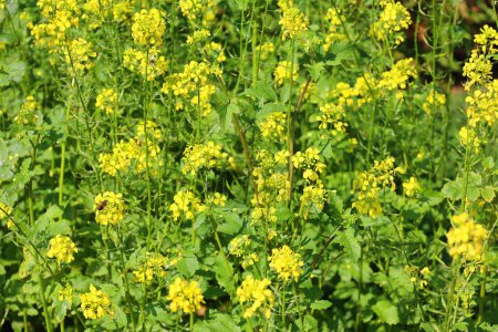 Téléchargez les photos : La fleur de moutarde jaune - en image libre de droit