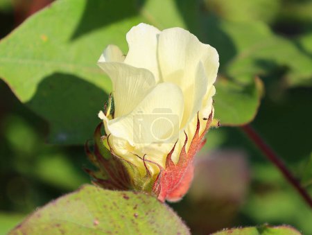 Téléchargez les photos : Bourgeon de belle rose dans le jardin - en image libre de droit