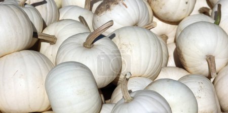Photo for Albino pumpkins, white pumpkins can be referred to and sold under many names, including ghost pumpkins, and snowball pumpkins. - Royalty Free Image