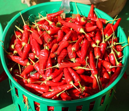 Photo for Red hot chili peppers, Pimientos Choriceros, hot guindilla peppers - Royalty Free Image