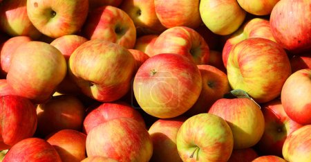 Photo for The apple on market is a deciduous tree in the rose family best known for its sweet, pomaceous fruit, the apple. It is cultivated worldwide as a fruit tree - Royalty Free Image