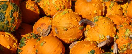 Photo for Big assortment of decorative pumpkins and squashes in market Montreal Quebec Canada - Royalty Free Image