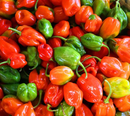 Photo for Unripe habaneros are green, and they color as they mature. The most common color variants are orange and red, but the fruit may also be white, brown, yellow, green, or purple - Royalty Free Image