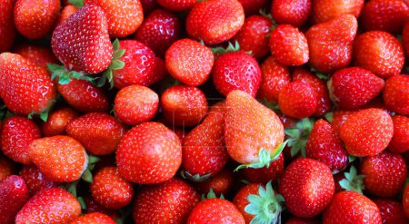 Photo for The garden strawberry is a widely grown hybrid species of the genus Fragaria, collectively known as the strawberries. It is cultivated worldwide for its fruit. - Royalty Free Image