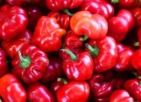 Photo for The Hot Cherry Bomb is medium heat pepper, similar to a jalapeno. These are a popular pickling peppers or enjoyed baked, grilled, or roasted. - Royalty Free Image
