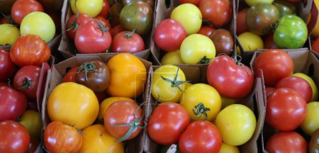 Foto de Los tomates de cerezas en el mercado Jean-Talon son un mercado de agricultores en Montreal. Situado en el barrio de Little Italy, el mercado está bordeado por la calle Jean-Talon - Imagen libre de derechos