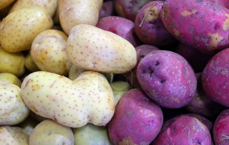 Téléchargez les photos : Les pommes de terre blanches et rouges au Marché Jean-Talon sont un marché fermier à Montréal. Situé dans le quartier de Little Italy, le marché est bordé par la rue Jean-Talon - en image libre de droit