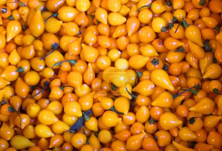 Téléchargez les photos : Tomates cerises jaunes au marché Jean-Talon est un marché fermier - en image libre de droit