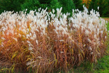 Photo for Poaceae or Gramineae is a large and nearly ubiquitous family of monocotyledonous flowering plants known as grasses, commonly referred to collectively as grass - Royalty Free Image